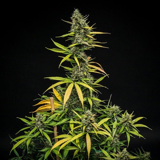 Mimosa Auto (Autoflower Sativa)